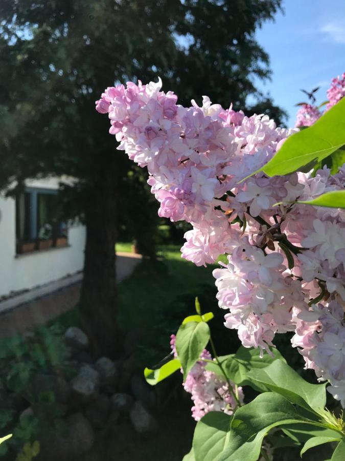 Hering Fewo I Apartment Terrace Wiek auf Rügen エクステリア 写真