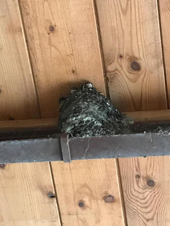 Hering Fewo I Apartment Terrace Wiek auf Rügen エクステリア 写真
